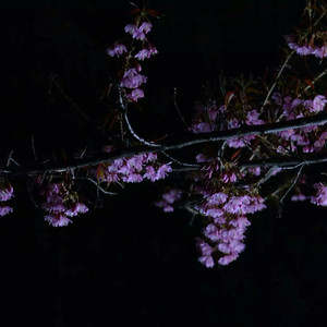 女同乳房互舔按摩
